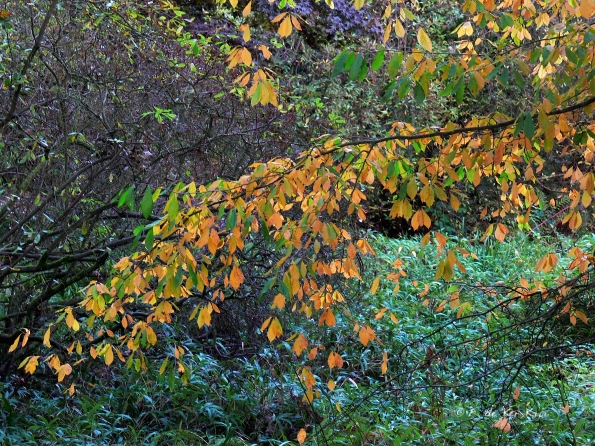 Bois des moutiers fall 2012 (37)